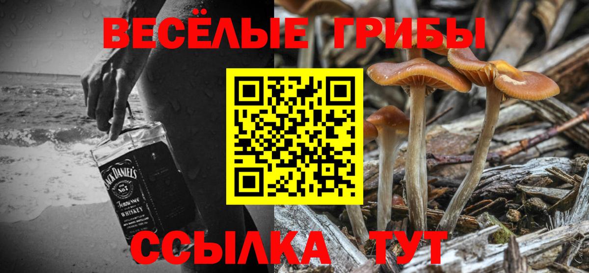 Галлюциногенные грибы Psilocybine cubensis Мичуринск